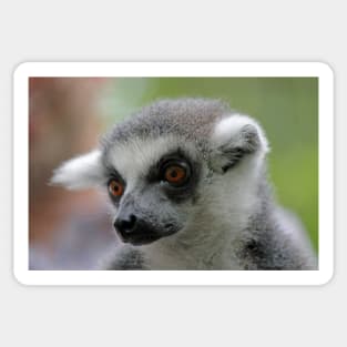 Ring-Tailed Lemur 2 Sticker